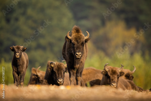 European bison - Bison bonasus in Knyszyn Forest © szczepank