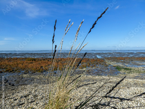 dry grass on the beach  wadden sea by Hilgenriedersiel 