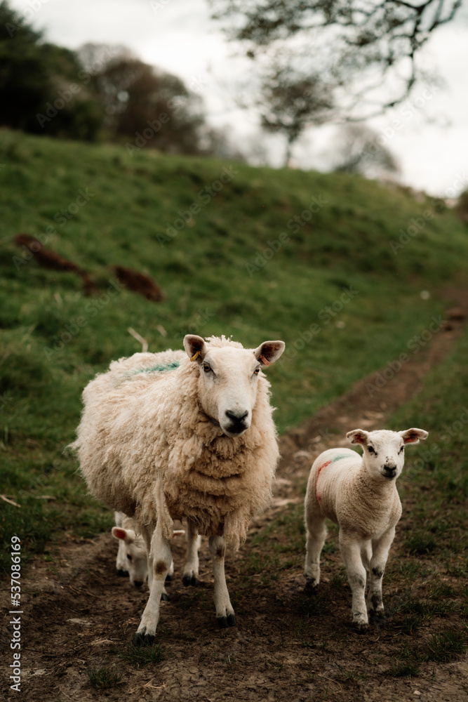 Fototapeta premium sheep and lamb