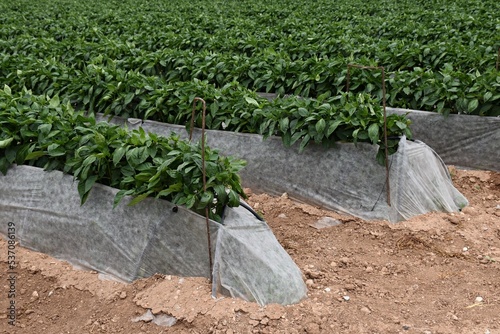 Cultivo de pimientos con mantas térmicas