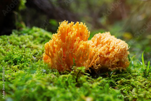 Ramaria Flava, yellow coral mushrooms growing in the forest. Wild mushroom growing in the forest, Ukraine.