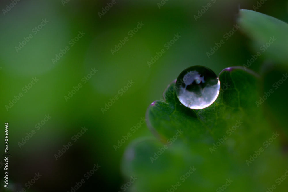 A light drop of water after rain on the green leaves of flowers. A drop of water close-up in the garden. A light drop of water after rain on the green leaves of flowers. A drop of water close-up in the garden.