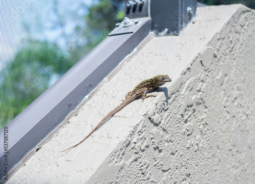 A brown anole rests on an exterior wall on a hot Florida day