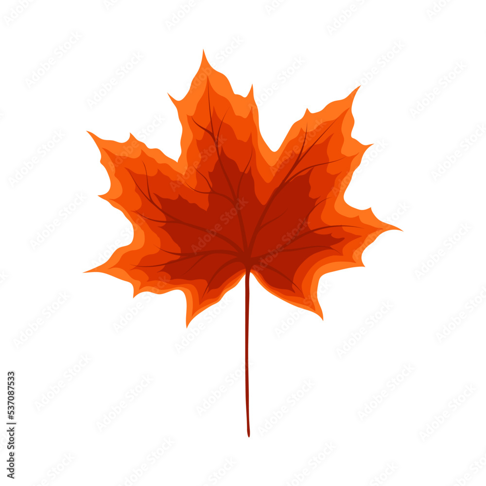 Fototapeta premium Maple Autumn Leaf