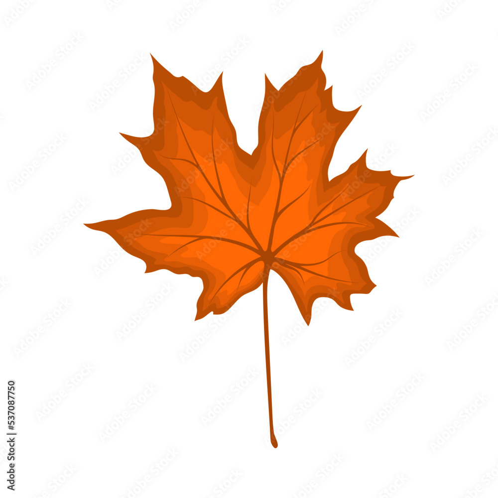 Fototapeta premium Maple Autumn Leaf