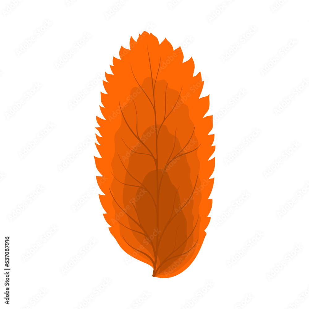Autumn Rowan Leaf Autumn Rowan Leaf