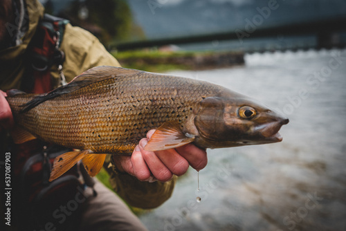 Portrait of a grayling fly fishing 