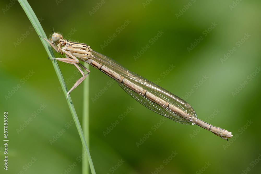 White-legged damselfly or Blue featherleg (Platycnemis pennipes) White-legged damselfly or Blue featherleg (Platycnemis pennipes)