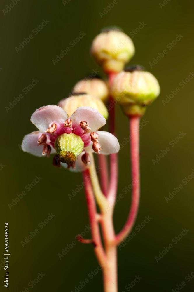 A small graceful forest flower umbellate wintergreen A small graceful forest flower umbellate wintergreen