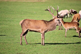 A view of a Red  Deer in the Cheshire Countryside