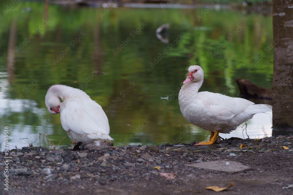white duck with natural pond in the morning white duck with natural pond in the morning