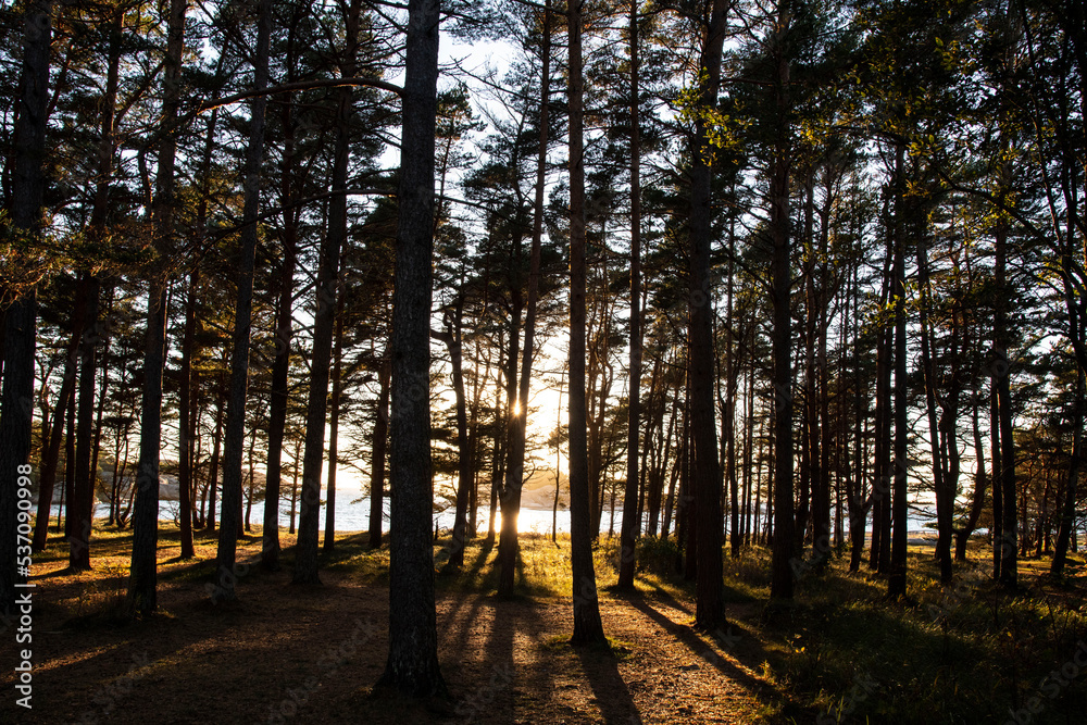 Fototapeta premium sunset in the forest