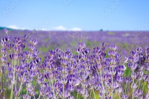 Beautiful sunny meadow with colored lavender