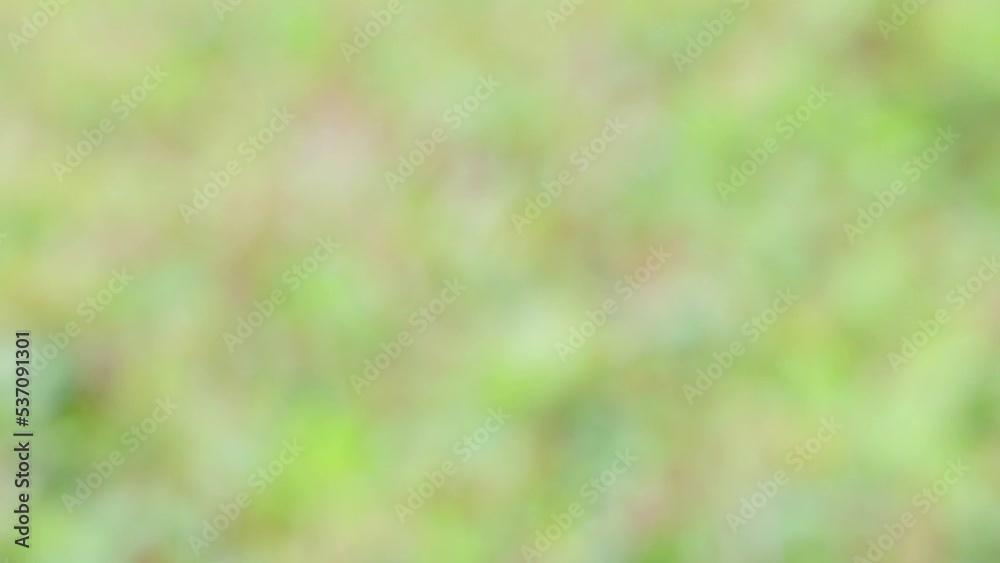 Abstract motion green bokeh or green background with bright blurred nature bokeh for the wallpaper. Abstract motion green bokeh or green background with bright blurred nature bokeh for the wallpaper.