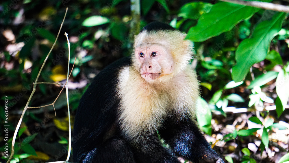 white-faced capuchin