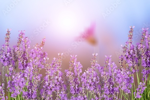 Fototapeta Naklejka Na Ścianę i Meble -  Beautiful sunny meadow with colored lavender