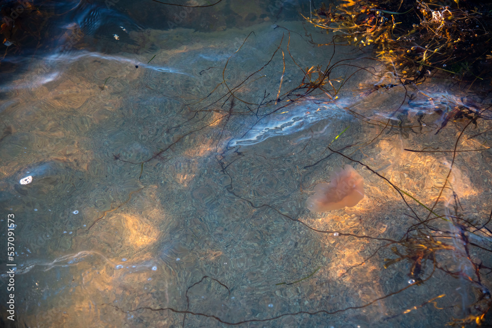 jellyfish in the water