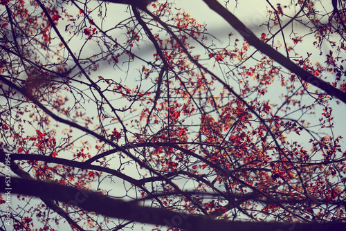 autumn park with yellow and red leaves