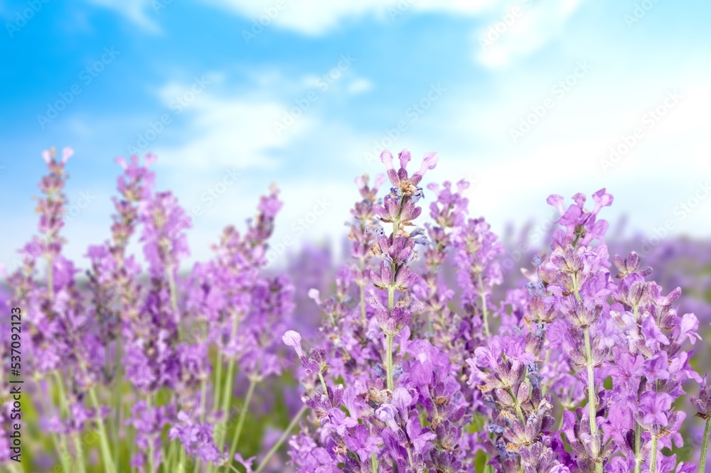 Fototapeta premium Beautiful sunny meadow with colored lavender