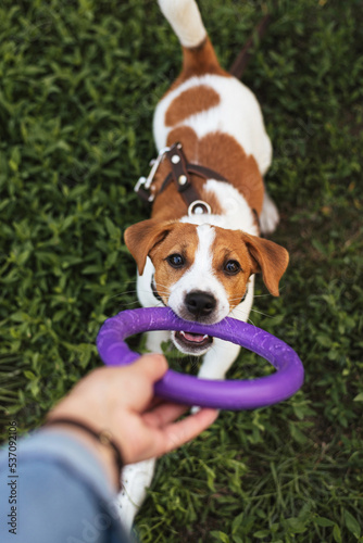 Pet activity. Funny puppy dog jack russell terrier holding purple puller ring toy in mouth. Purebred pet dog wants to playing with owner photo