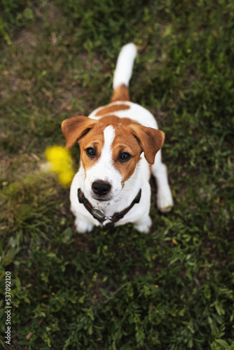 Pet activity. Funny puppy dog jack russell terrier looks at the hand with a flower. Purebred pet dog wants to playing with owner