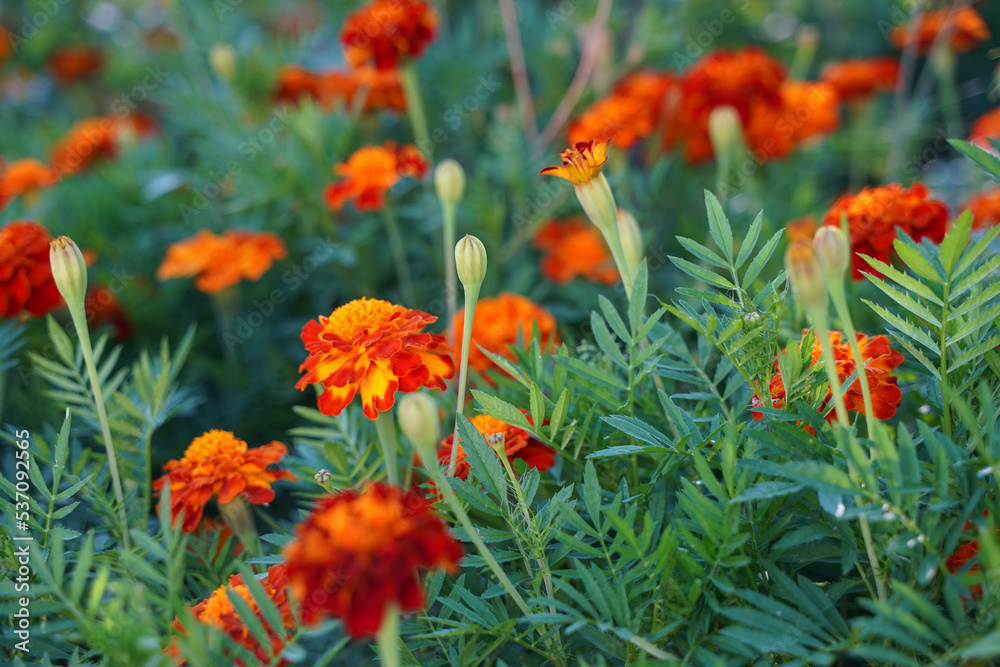 Orange marigold flowers in the gardens on the flowerbed