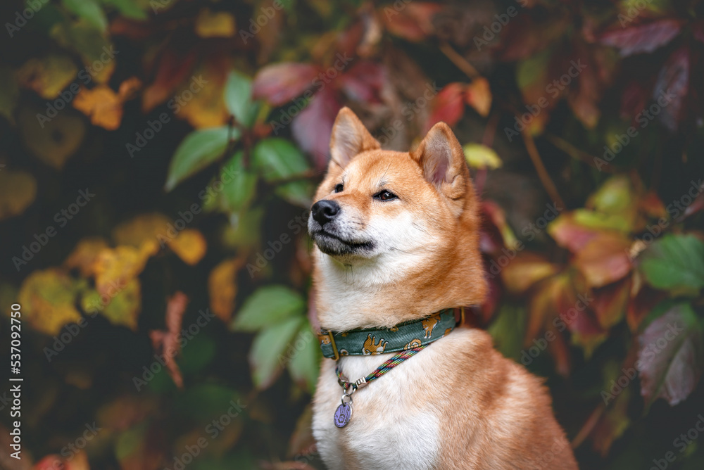 Shiba inu dog autumn fall forrest portrait