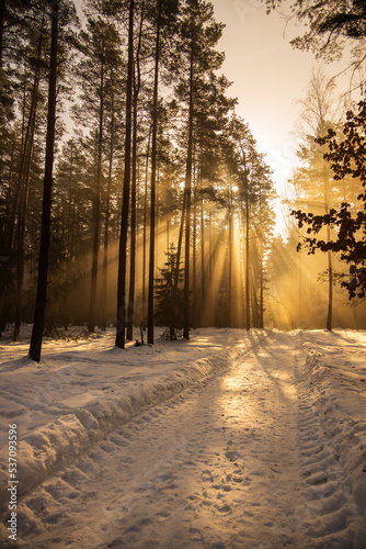 Misty morning in a sunny winter forest © szczepank