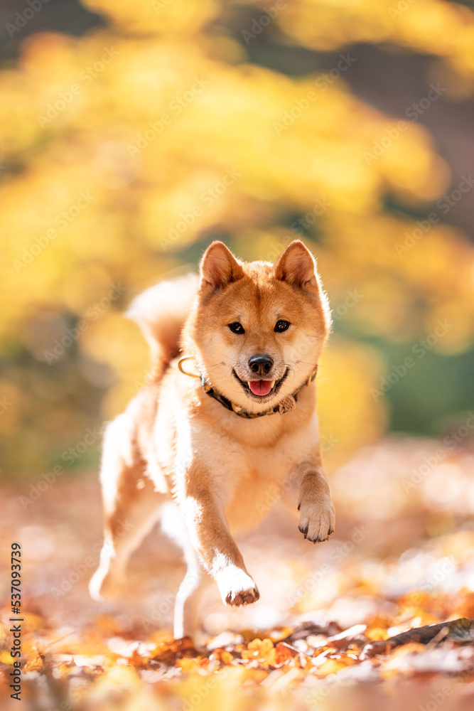 Shiba inu dog autumn fall forrest portrait Shiba inu dog autumn fall forrest portrait