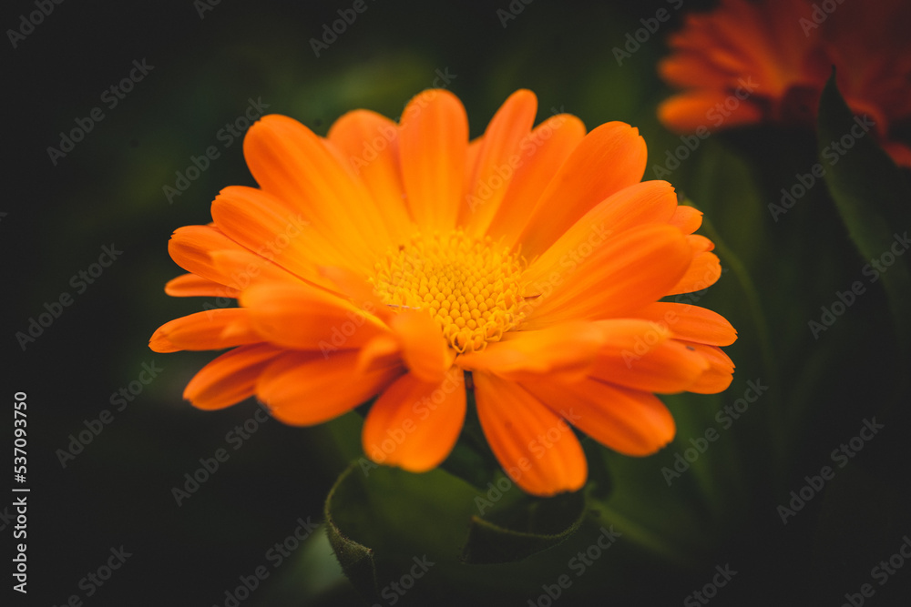 macro shot of a strong orange flower
