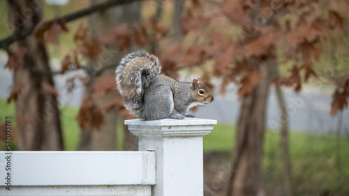 Squirrel on the Fence