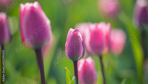 Amazing pink tulip flowers blooming in a tulip field, against the background ...