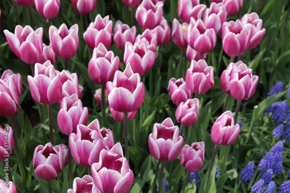 Flowering beautiful colorful tulips on the background of blooming colorful tulips in the field of flowers tulips. Flowering beautiful colorful tulips on the background of blooming colorful tulips in the field of flowers tulips.