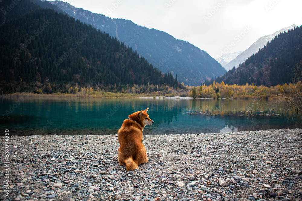 the dog shiba inu is sitting by the lak