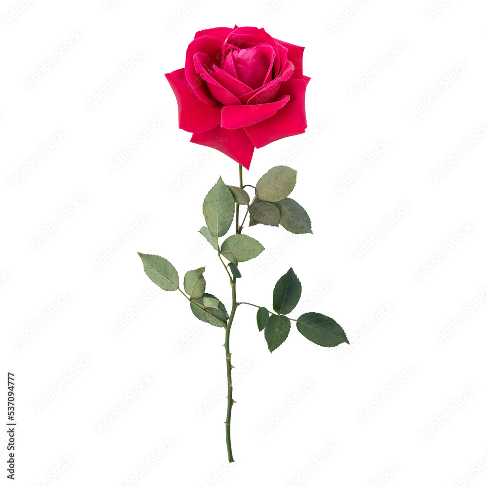 Rose flower stem isolated on transparent background Rose flower stem isolated on transparent background