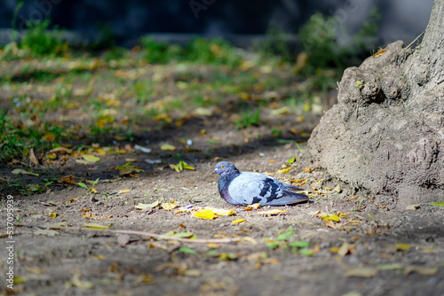 A gray pigeon lies on the ground near a tree