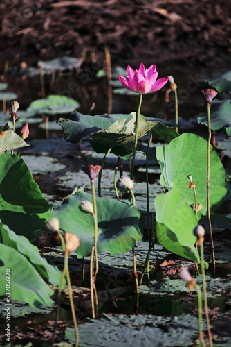 Pink lotus flower-Nelumbo nucifera growing on the margins of Yellow Water-Ngurrungurrudjba Billabong. Kakadu-Australia-229 photo