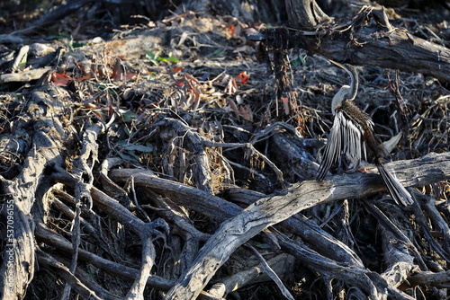 Australasian darter bird drying wings among dead tree trunks. Yellow Water Billabong-Kakadu-Australia-232 photo