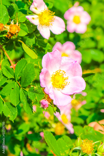 Purple pink red flowers and plants in forest nature Germany.