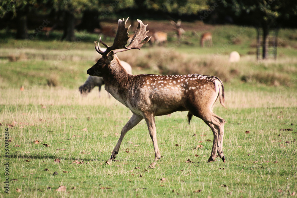 Fototapeta premium A view of a Fallow Deer in the Cheshire Countryside