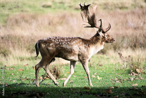 A view of a Fallow Deer in the Cheshire Countryside