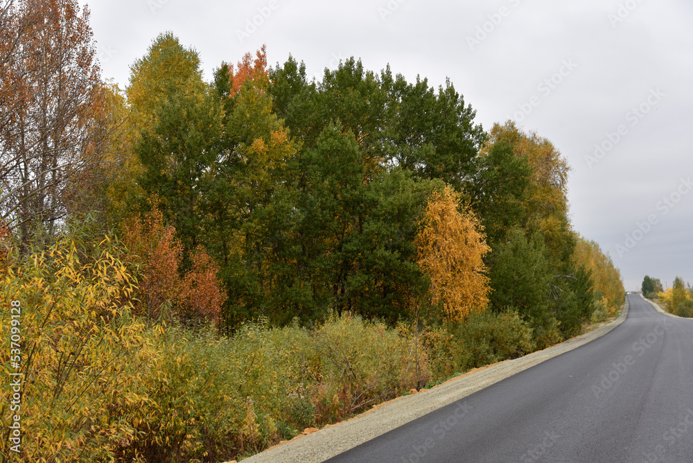 A high-speed asphalt road in autumn and a beautiful forest with a field. Highway in the autumn forest.