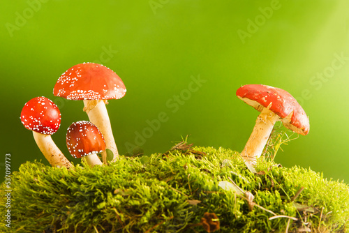 фотографія mushroom fly agaric  growing from moss on a beige background