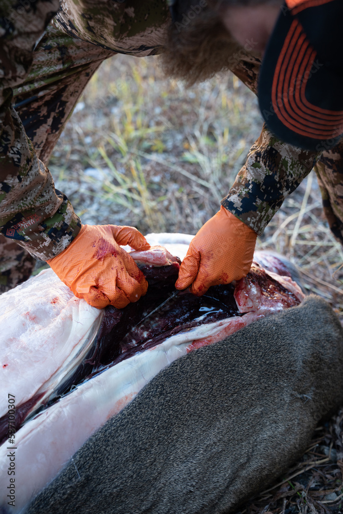 Hunter field dresses a deer, during a hunting trip, with a knife. Backstrap of a deer Hunter field dresses a deer, during a hunting trip, with a knife. Backstrap of a deer