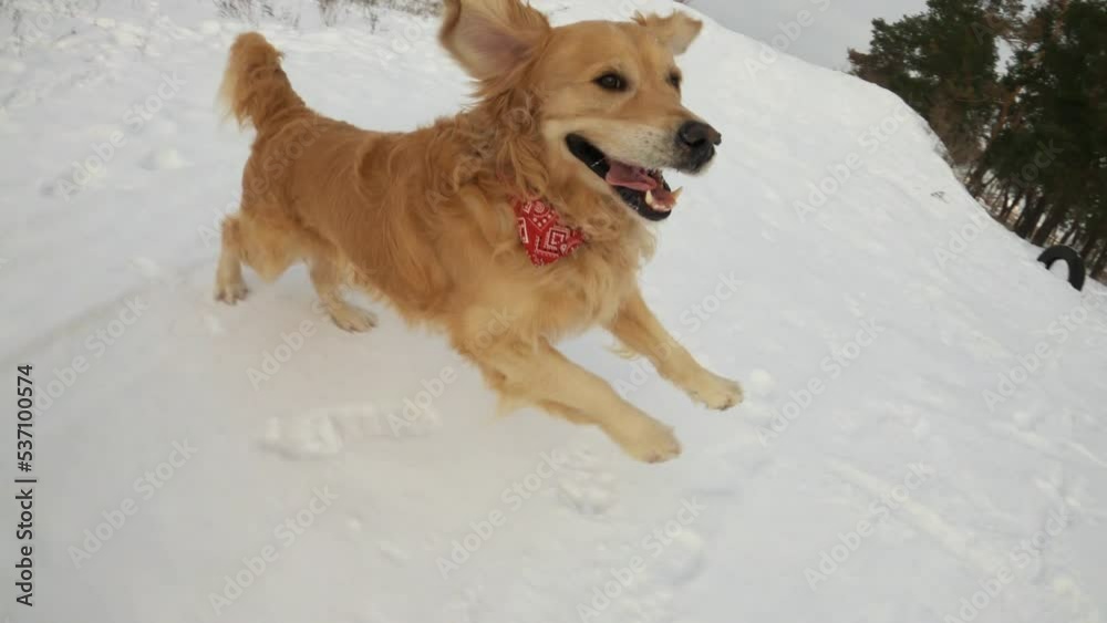 Golden retriever dogs running in winter time in snow together outdoors. Purebred doggy pets labradors enjoying cold weather Golden retriever dogs running in winter time in snow together outdoors. Purebred doggy pets labradors enjoying cold weather
