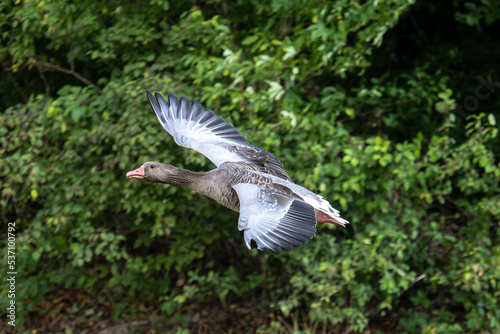 The flying greylag goose, Anser anser is a species of large goose © rudiernst