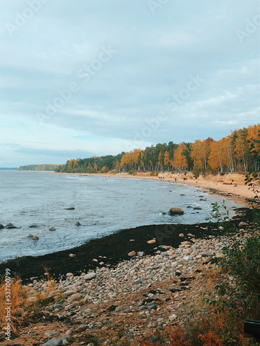 Pine on the shore of the blue sea. Image in autumn colors. Latvia, Baltic Sea.