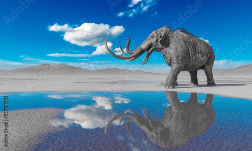 mammoth is angry in the desert after rain with copy space