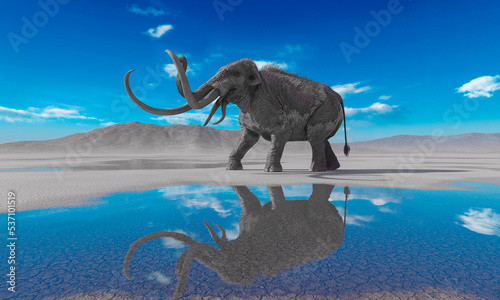 mammoth is angry in the desert after rain