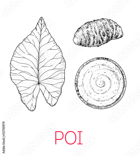 Poi, Hawaiian food. Hand drawn vector illustration. Sketch style. Top view. Vintage vector illustration.
